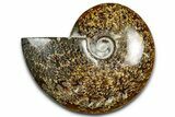 Polished Ammonite (Cleoniceras) Fossil - Madagascar #369626-1